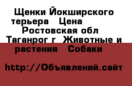 Щенки Йокширского терьера › Цена ­ 8 000 - Ростовская обл., Таганрог г. Животные и растения » Собаки   